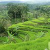 Bali-Landschaft (45)